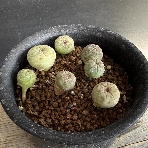 ☆特価☆多肉植物：ユーフォルビアオ...