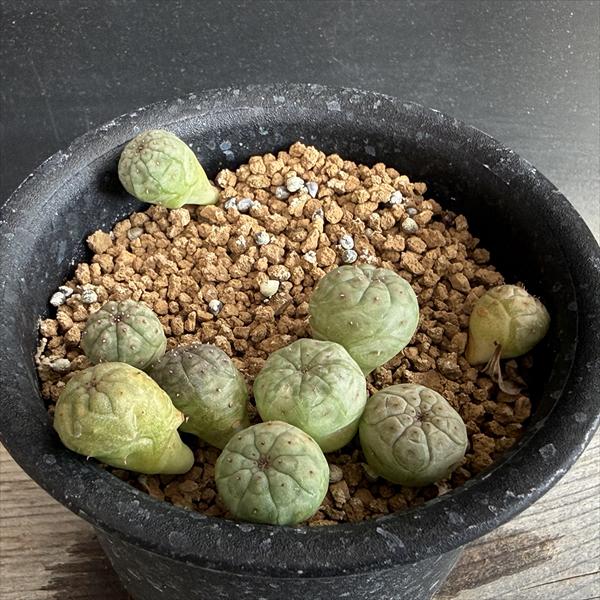 ☆特価☆多肉植物：ユーフォルビアオ...