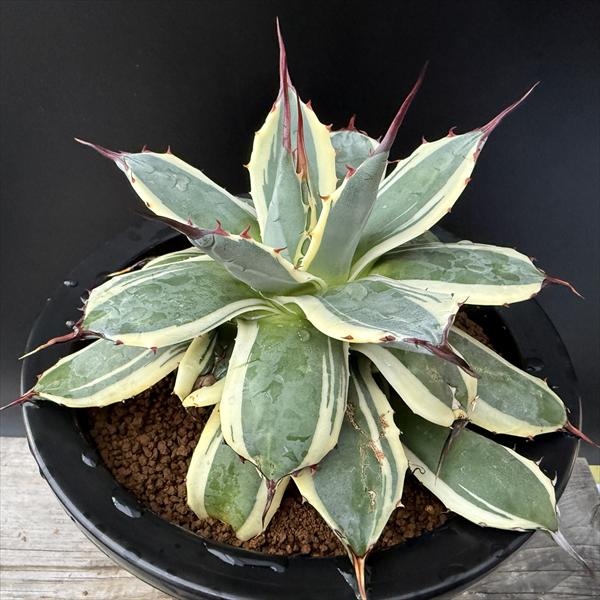 多肉植物：アガベ　メリコ錦　クリームスパイク*幅17cm　現品！一品限り