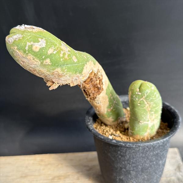 サボテン：トリコケレウス　珍宝閣　なるほど柱*幅14cm　現品！一品限り　※傷あり