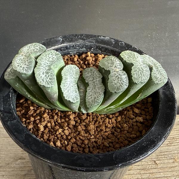 多肉植物：ハオルチア 玉扇 塚原氏 実生A*L 幅10cm