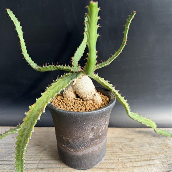 ☆特価☆多肉植物：ユーフォルビア ステラータ 飛竜 実生 信楽焼鉢*葉幅46cm　現品！一品限り