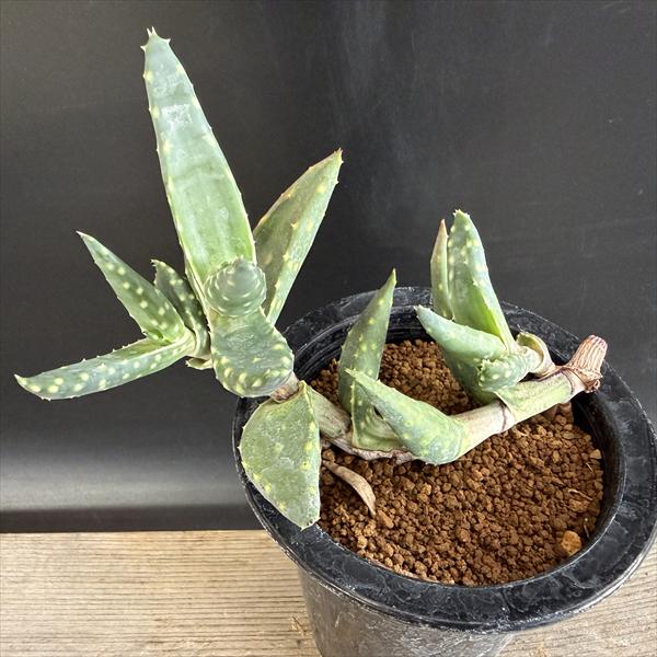 Rakuten - 多肉植物：アロエ アレニコラ*幅14cm　現品！一品限り