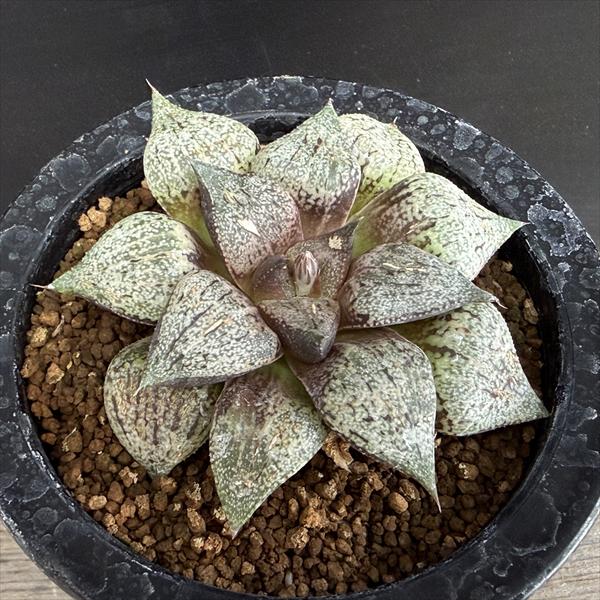 多肉植物：ハオルチア 関西系モザイクピクタ*幅8.5cm　現品！一品限り