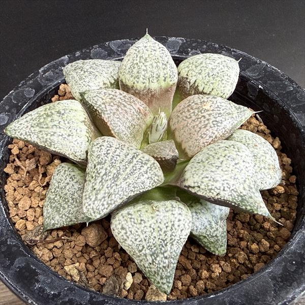 多肉植物：ハオルチア関西系モザイク...