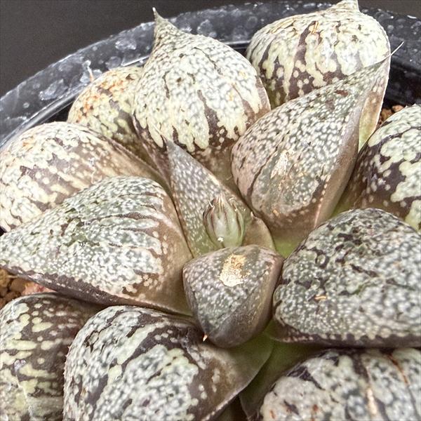 ¿����ʪ���ϥ������ �����ϥ⥶�����ԥ���*��9.5cm�����ʡ����ʸ¤�