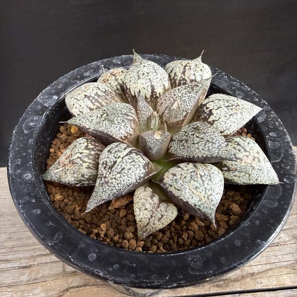 擎天鳳梨 - 多肉植物：ハオルチア 関西系モザイクピクタ*幅9.5cm　現品！一品限り