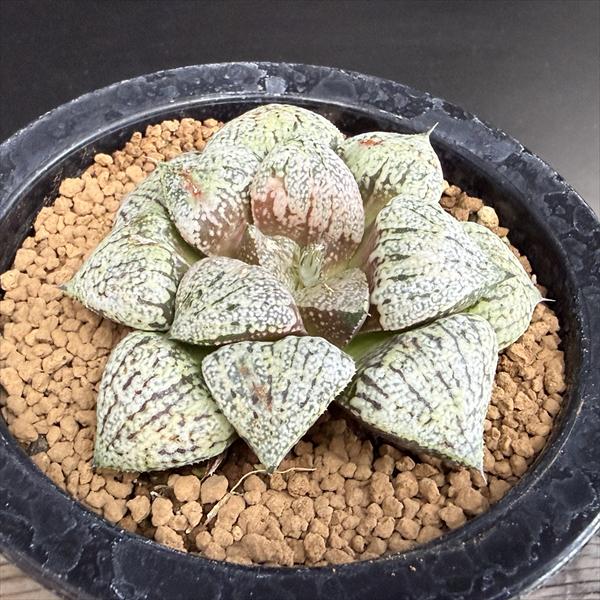 Rakuten - 多肉植物：ハオルチア 関西モザイクピクタ*幅7cm　現品！一品限り