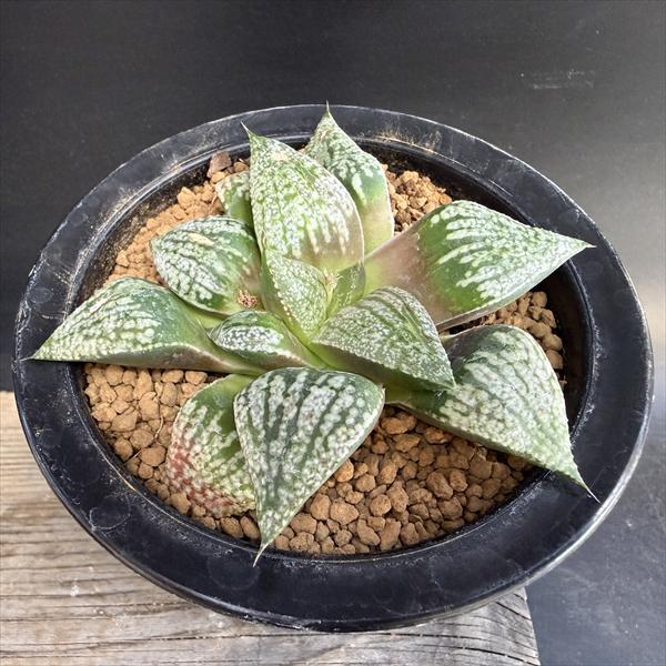 Rakuten - 多肉植物：ハオルチア モザイクピクタ*幅10cm　現品！一品限り