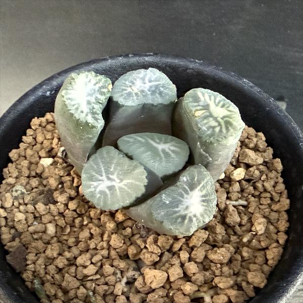 多肉植物：ハオルチア金子氏巨大稲妻...