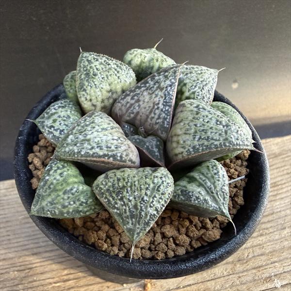 多肉植物：ハオルチア 花葵*幅6.5cm　現品！一品限り