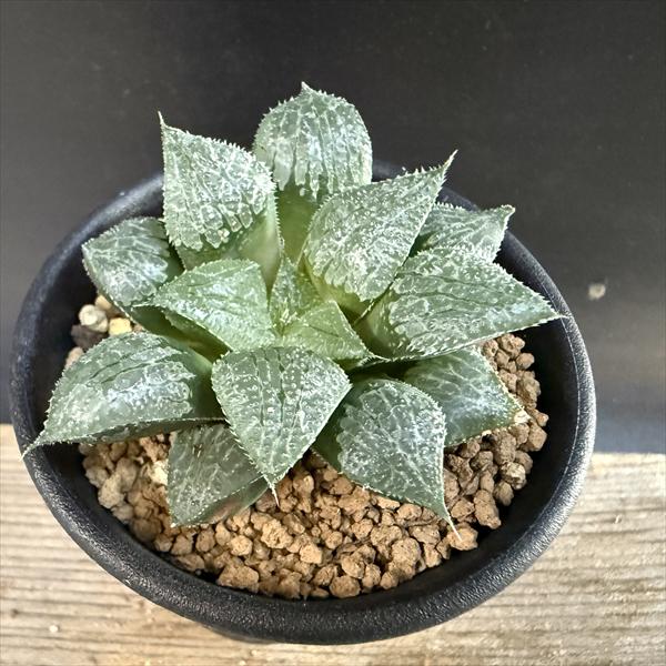 楽天市場】ハオルチア ピクタの通販