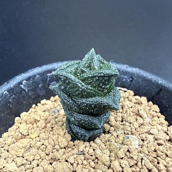 多肉植物：ハオルチア ニグラno.8 特選ダルマタイプ*幅2cm　現品！一品限り