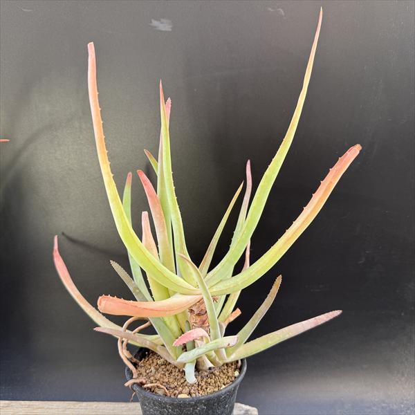 多肉植物：アロエムンチー*幅21c...