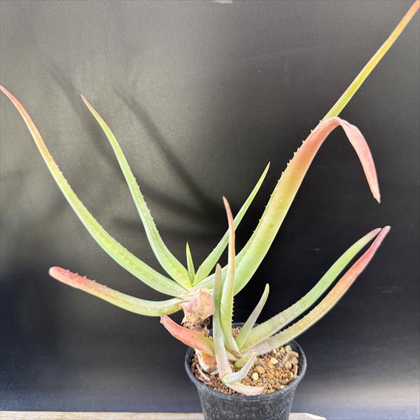 商品説明 アロエ ムンチーは大型になるアロエです。流通量が少ないレアなアロエです。 幹立ちしてゆきます。 科目：ユリ科　アロエ属　原産地：アフリカ 撮影：2025年12月27日 ＊写真の現品をお届けします。 サイズ 本体幅：約26cm　 樹...