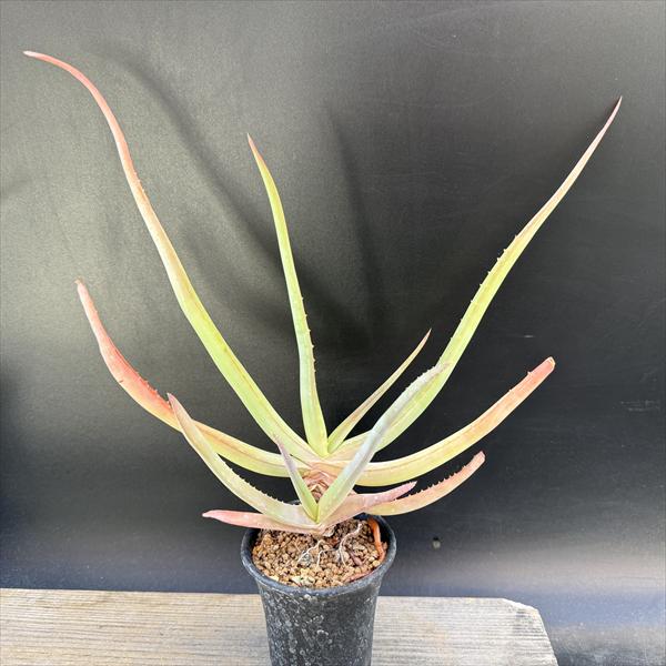 多肉植物：アロエムンチー*幅27c...