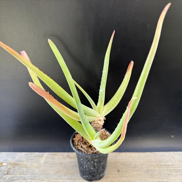 多肉植物：アロエムンチー*幅20c...