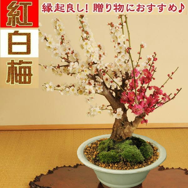 �ߺϡ������ߡ����;���ȭ��*��2026ǯ��ճ���ͽ��ۡ�����̵���ۡڥ����bonsai