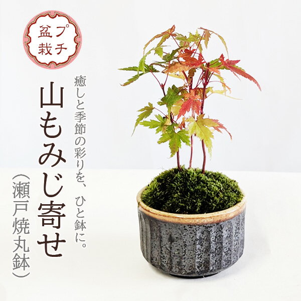 【即日出荷可!】ミニ盆栽：山もみじ寄せ*（瀬戸焼丸鉢）苔付き モミジ 和 鉢植え 紅葉狩り小品盆栽 bon..