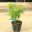 庭木・植木・苗:屋久島あせび*ヤクシマアセビ 白花あせび 4寸