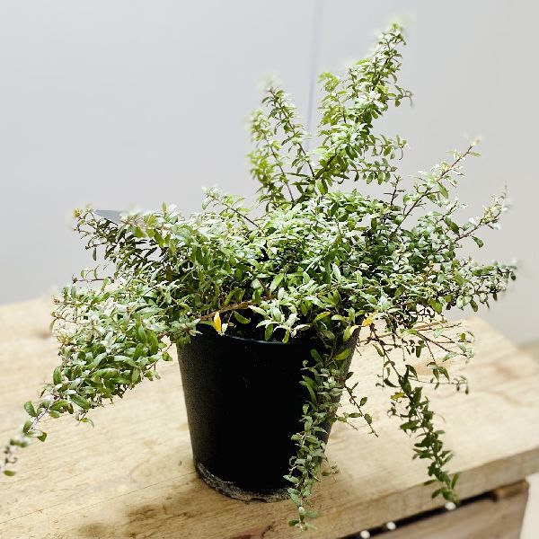 花苗　観葉植物：グレビレア　コースタルスパイダー*5号