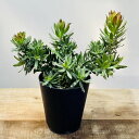 おしゃれ 観葉植物 苗：リューカデンドロン スターグリーン*5号　再入荷しました