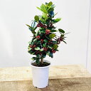 観葉植物 花木:クリスマスホーリー*チャイニーズホーリー 西洋ヒイラギ 4号 プラポット