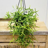 おしゃれ　観葉植物：リプサリス　各種*4号　吊り鉢