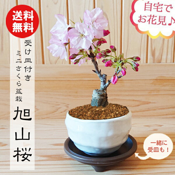 桜盆栽：ミニ旭山桜(白丸変形鉢)*受け皿付き さくら 誕生日 祝 一才桜 ギフトお試し gift プレゼントにも【2024年開花終了】【桜盆栽】【さくら盆栽】【送料無料】自宅でお花見 bonsai