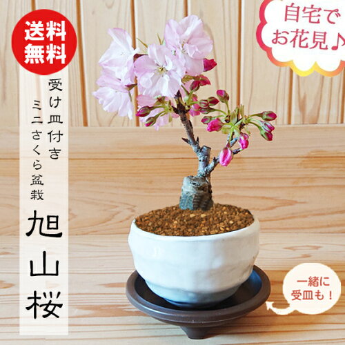 ☆4月に開花☆ご自宅でお花見独占！！即日出荷可能！盆栽専門店からサク...