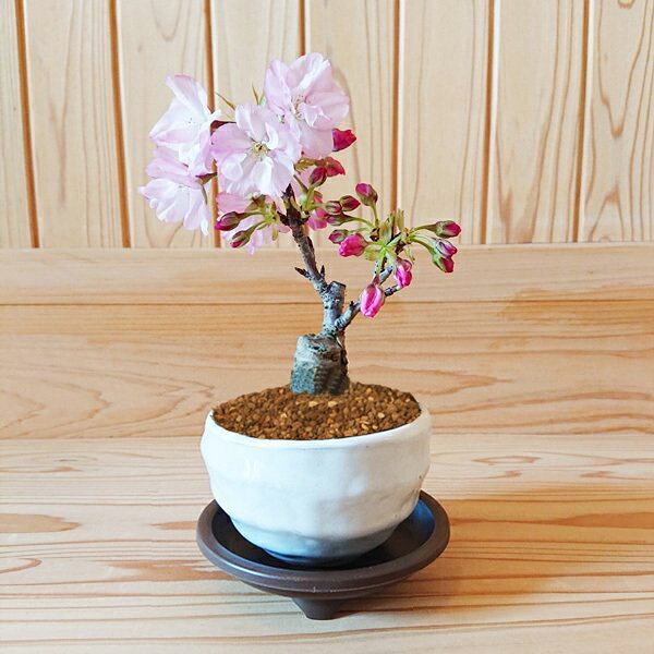 ミニ旭山桜の盆栽