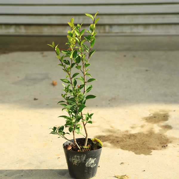 庭木・植木・シンボルツリー：クロソヨゴ（くろそよご）黒ソヨゴ*　苗　樹高40cm