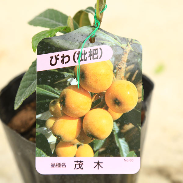 庭木・植木：庭木：ビワ（枇杷）* 田中or茂木orクイーン長崎　品種をお選び下さい...