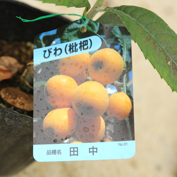 庭木・植木：庭木：ビワ（枇杷）* 田中or茂木orクイーン長崎　品種をお選び下さい...