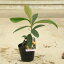 庭木・植木:庭木:ビワ(枇杷)* 田中or茂木 品種をお選び下さい!