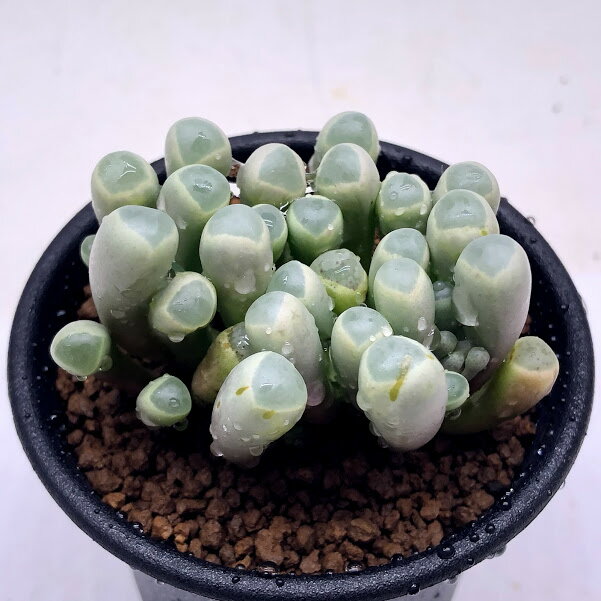多肉植物：フェネストラリア 群玉*幅5cm