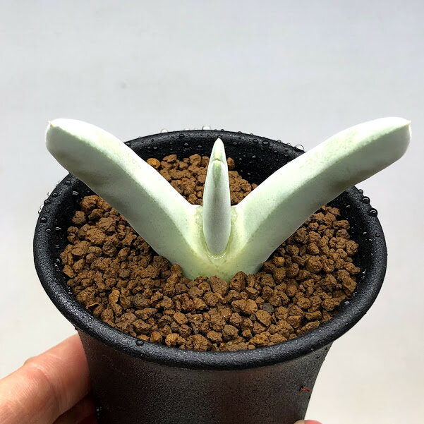 多肉植物：ケイリドプシス 氷嶺*幅7cm