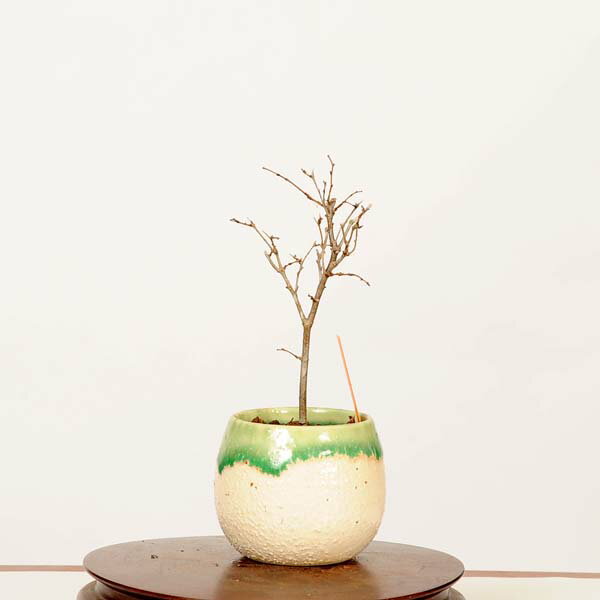 盆栽：欅(けやき)*現品 一点物 ケヤキ Zelkova serrata　Keyaki bonsai ミニ盆栽