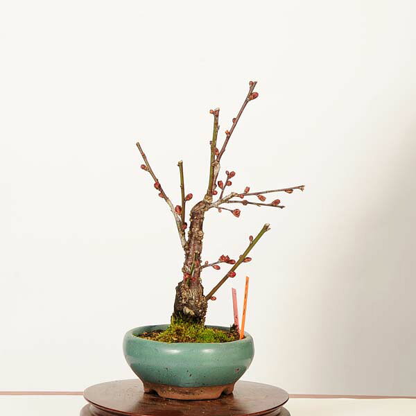 Rakuten - 盆栽：紅梅(一重寒紅)現品*(鉢カケ有)一点物 うめ　ウメ　Prunus mume　Koubai bonsai　ミニ盆栽