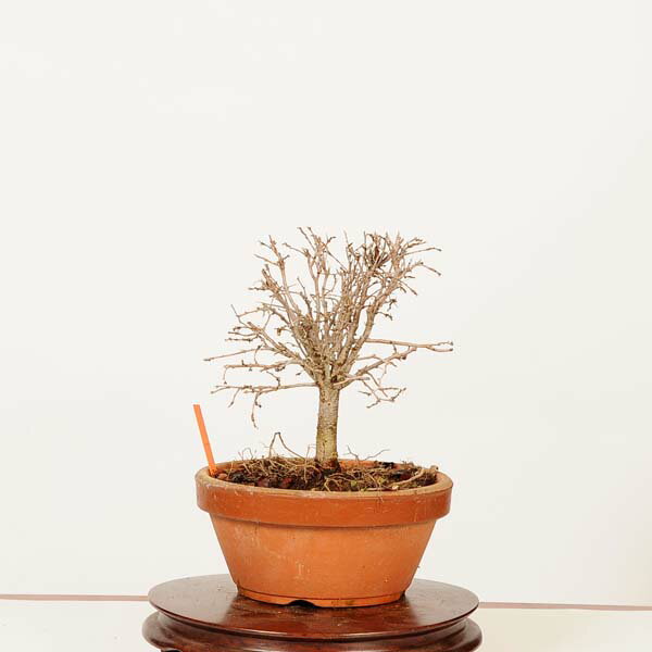 盆栽：欅(けやき)　現品*一点物 ケヤキ Zelkova serrata　Keyaki bonsai 小品盆栽