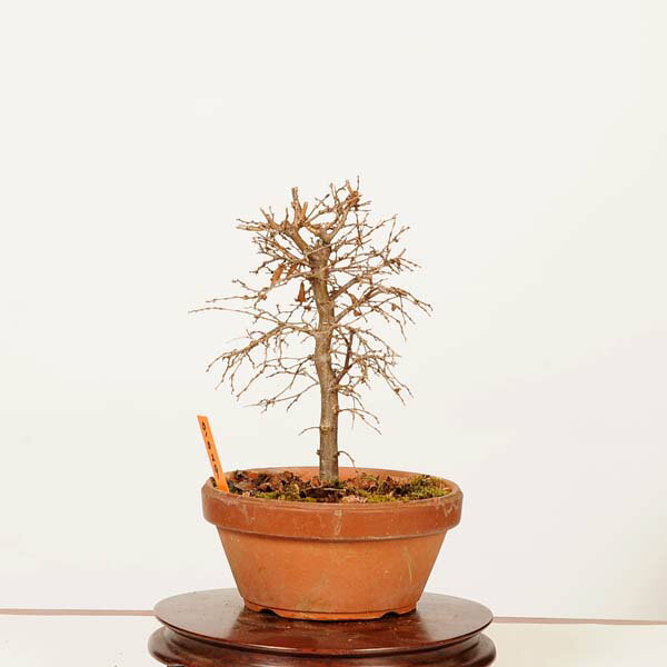 盆栽：欅(けやき)　現品*一点物 ケヤキ Zelkova serrata　Keyaki bonsai 小品盆栽