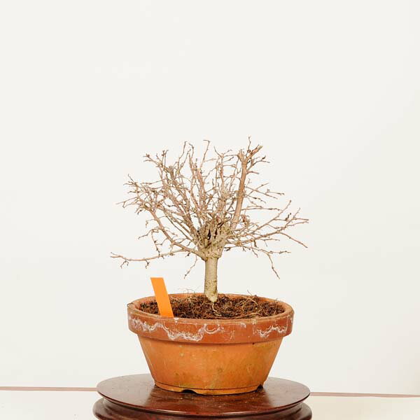 盆栽：欅(けやき)　現品*一点物 ケヤキ Zelkova serrata　Keyaki bonsai 小品盆栽