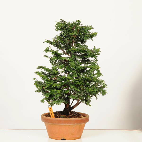 津山ヒノキ　石付き　3本　小品盆栽　中品盆栽 楽天市場】不動の人気【 津山桧 / ヒノキ 】 ミニ盆栽 【松柏盆栽