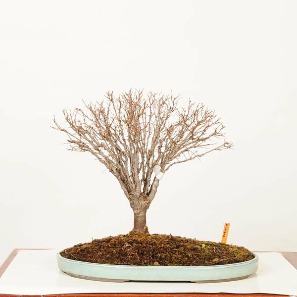 盆栽：欅(けやき)　現品*一点物 ケヤキ Zelkova serrata　Keyaki bonsai 中品盆栽