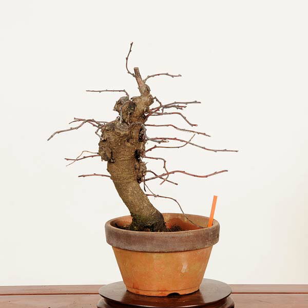 盆栽：庭梅(林生梅リンショウバイ)*現品 一点物 にわうめ ニワウメ　niwaume bonsa...