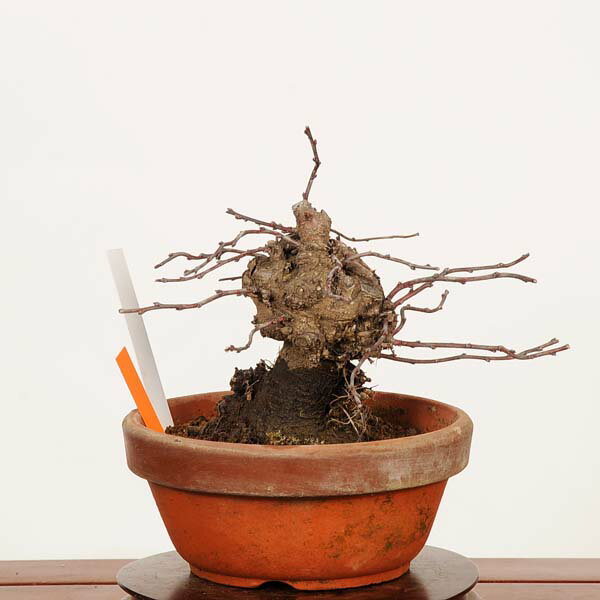 盆栽：庭梅(林生梅リンショウバイ)*現品 一点物 にわうめ ニワウメ　niwaume bonsai 小品盆栽