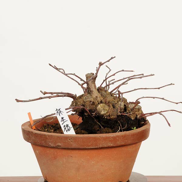 盆栽：庭梅(林生梅リンショウバイ)*現品 一点物 にわうめ ニワウメ　niwaume bonsa...