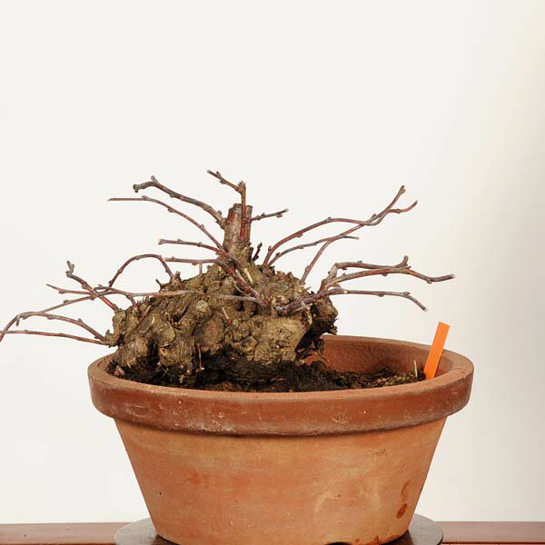 盆栽：庭梅(林生梅リンショウバイ)*現品 一点物 にわうめ ニワウメ　niwaume bonsai 小品盆栽