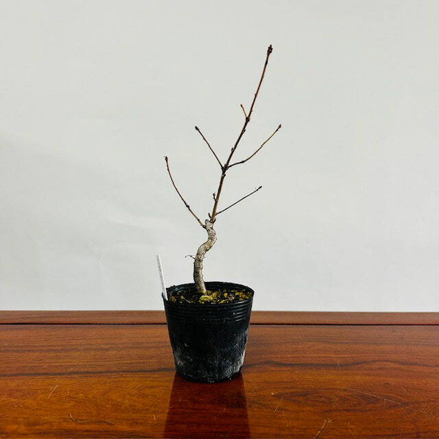 苗：こなら(小)*コナラ 小楢