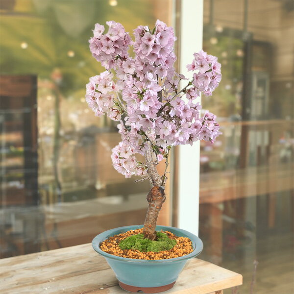 盆栽：御殿場桜(萬古焼陣笠緑鉢)* 苔付き 【2026年春開花】【自分ご褒美】さくら お花見 誕生日 祝 旭山桜 ギフト gift bonsai